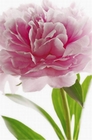Fototapete - Riesenposter - Blume - Pink Peony
