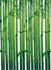 Fototapete -  Bambus - Bamboo Wall 4 part