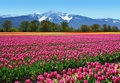 Fototapete Tulpen vor Bergpanorama
