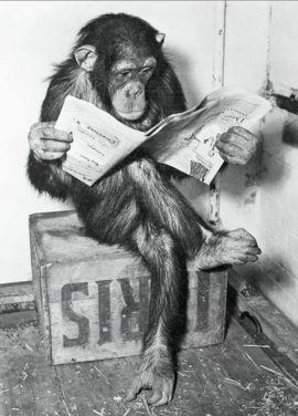 Schimpanse liest Zeitung Chimpanzee reading newspaper
