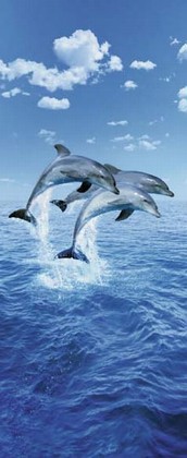 Fototapete - Delphine - Three Dolphins