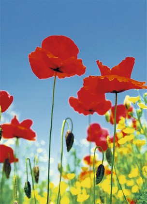 Fototapete - Mohnblumen - Poppy Field