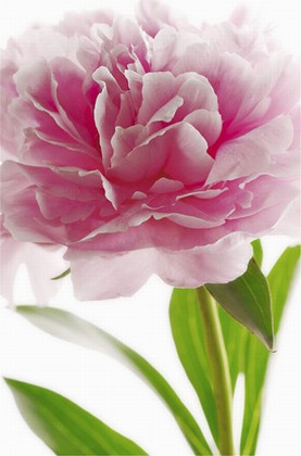 Fototapete - Riesenposter - Blume - Pink Peony - Klicken für grössere Ansicht