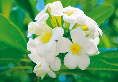 Fototapete - Plumeria Blte - Blume - Klicken fr grssere Ansicht