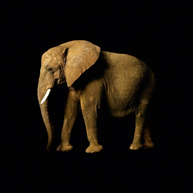 Fototapete Elefant Vlies - Elephant - Klicken fr grssere Ansicht