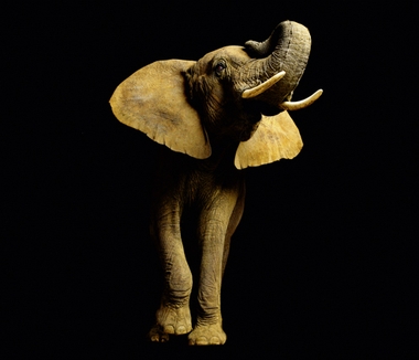 Fototapete Elefant Vlies - Elephant - Klicken fr grssere Ansicht
