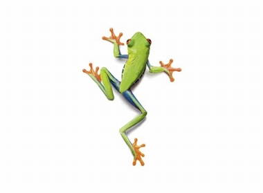Fototapete Frosch Vlies - Frog - Klicken fr grssere Ansicht