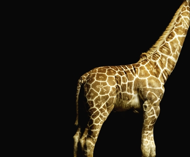 Fototapete Giraffe Vlies - Klicken fr grssere Ansicht