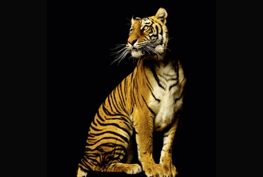 Fototapete Tiger Vlies - Klicken fr grssere Ansicht