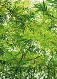 FOTOTAPETE - BAMBUSBL�TTER - BAMBOOLEAVES