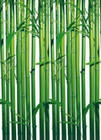 Fototapete - Bambus - Bamboo Wall 4 part