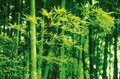 Fototapete - Riesenposter - Bambus im Frhling - Bamboo in Spring