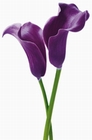 Fototapete - Riesenposter - Blume -  Purple Calla Lilies