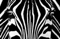 Fototapete - Riesenposter - Black & White I - Zebra