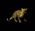 Fototapete Leopard Vlies
