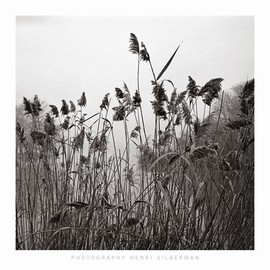 Henri Silberman - Prospect Lake Grasses - Prospect Lake