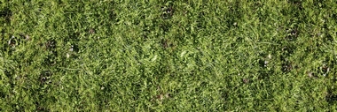 Fototapete Grasgrn Vlies - Simple Green - Klicken fr grssere Ansicht