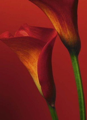 Fototapete - Red Calla Lilies