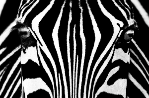 Fototapete - Riesenposter - Black & White I - Zebra - Klicken f�r gr�ssere Ansicht
