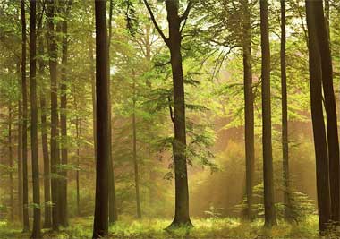 Fototapete Herbstwald Wald - Klicken für grössere Ansicht