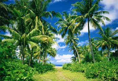 Fototapete - Sonneninsel mit Palmen - Klicken f�r gr�ssere Ansicht