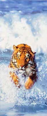 Fototapete Tür Bengal Tiger - Klicken für grössere Ansicht