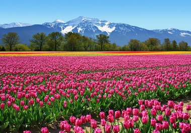 Fototapete Tulpen vor Bergpanorama - Klicken fr grssere Ansicht